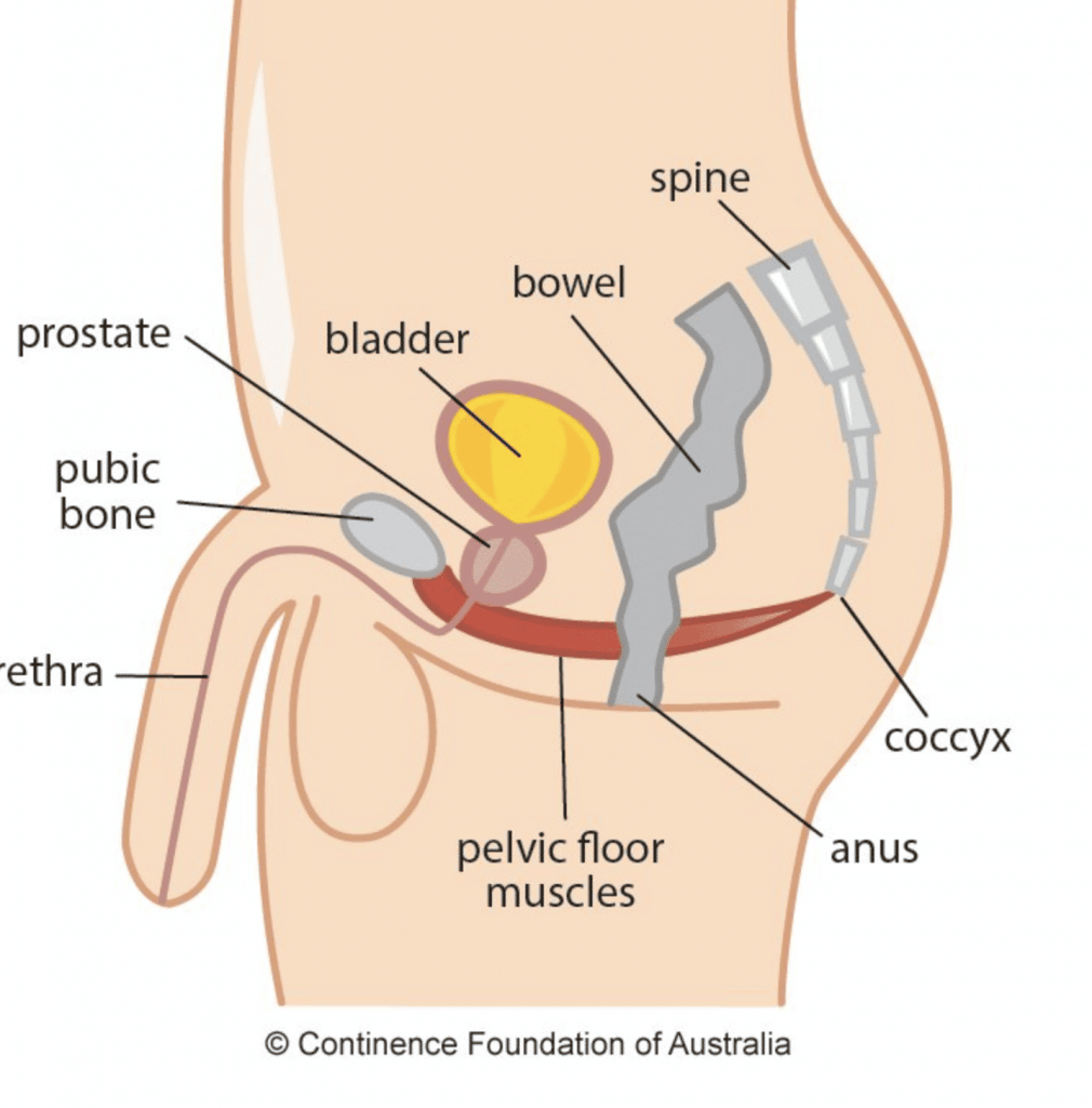 Pelvic Floor Diagram from Continence Foundation of Australia